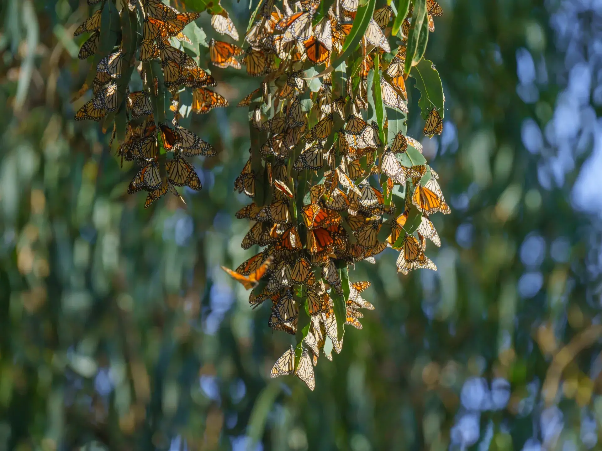 Where to Witness Western Monarch Butterflies in California s State